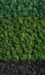 MODELLING SHRUBS (POWDER)
